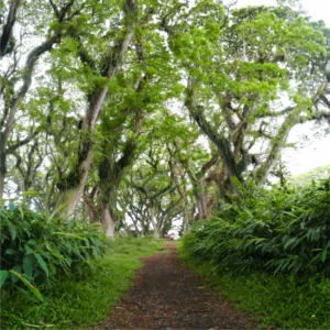 de DJawatan De Djawatan